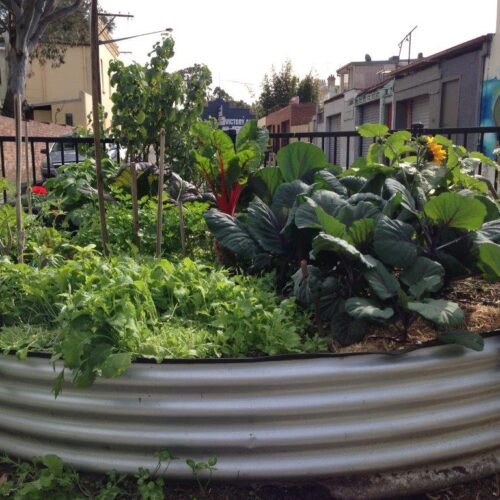 community garden, urban gardening
